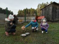 Pomóżmy pieskom przetrwać zimę